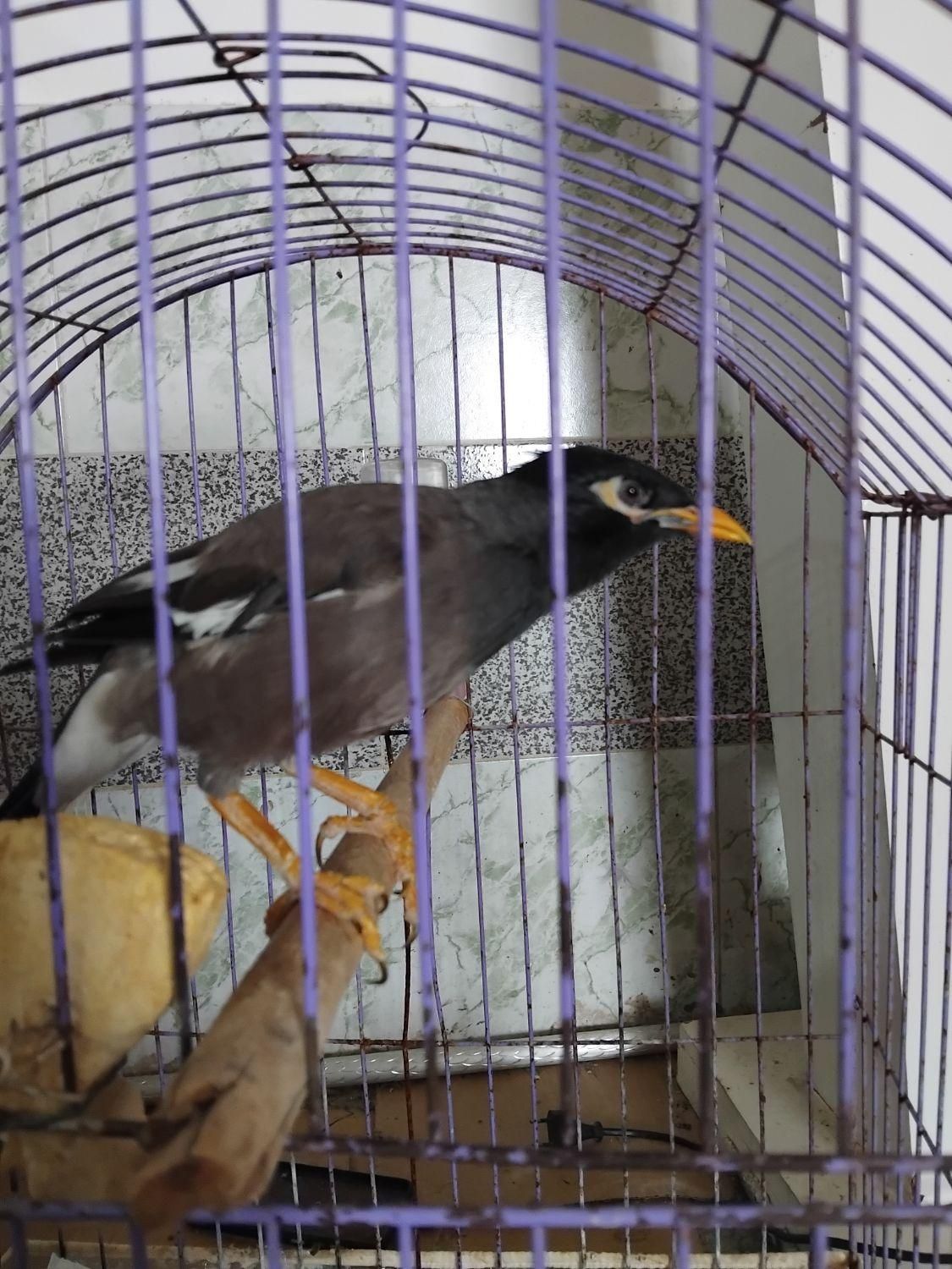 مینا باهوش اهلی و ازاددر خونه|پرنده|بجنورد, |دیوار