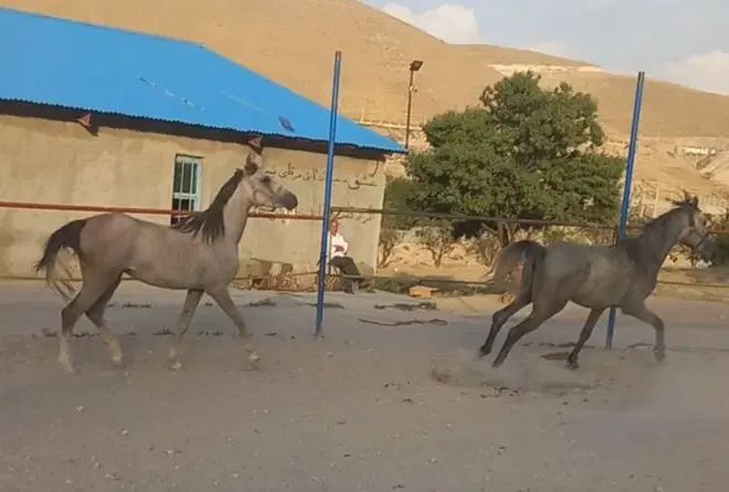 کره اسب دوسر عرب مصری|اسب و تجهیزات اسب‌سواری|تبریز, |دیوار