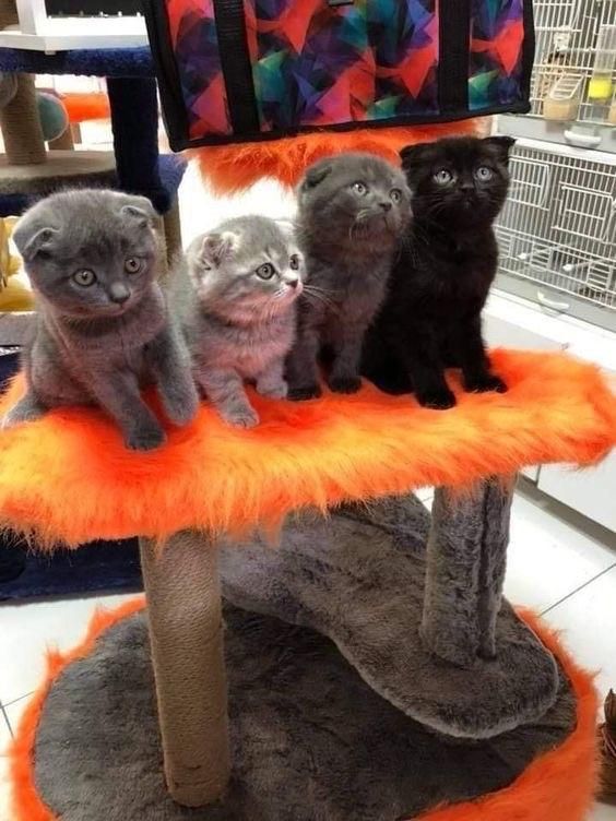 گربه اسکاتیش (مشکی)تحویل حضوری در اهواز|گربه|اهواز, زیتون کارمندی|دیوار