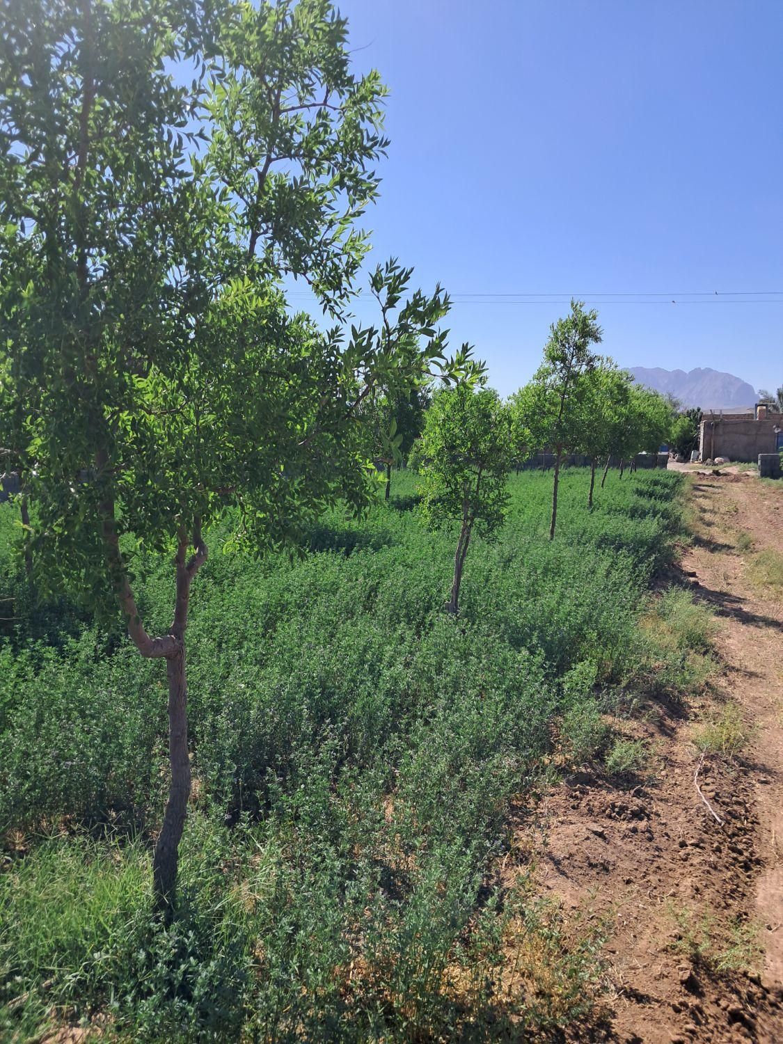 تصویر 9