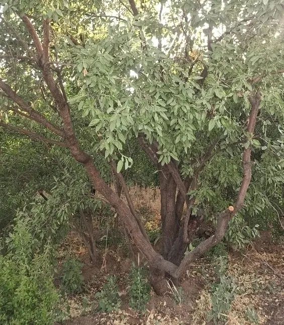 باغ۱۰۰۰متری بحر جاده آسفالت(روستای اندیس)|فروش دفتر صنعتی، کشاورزی، تجاری|قم, بلوار امین و ساحلی|دیوار