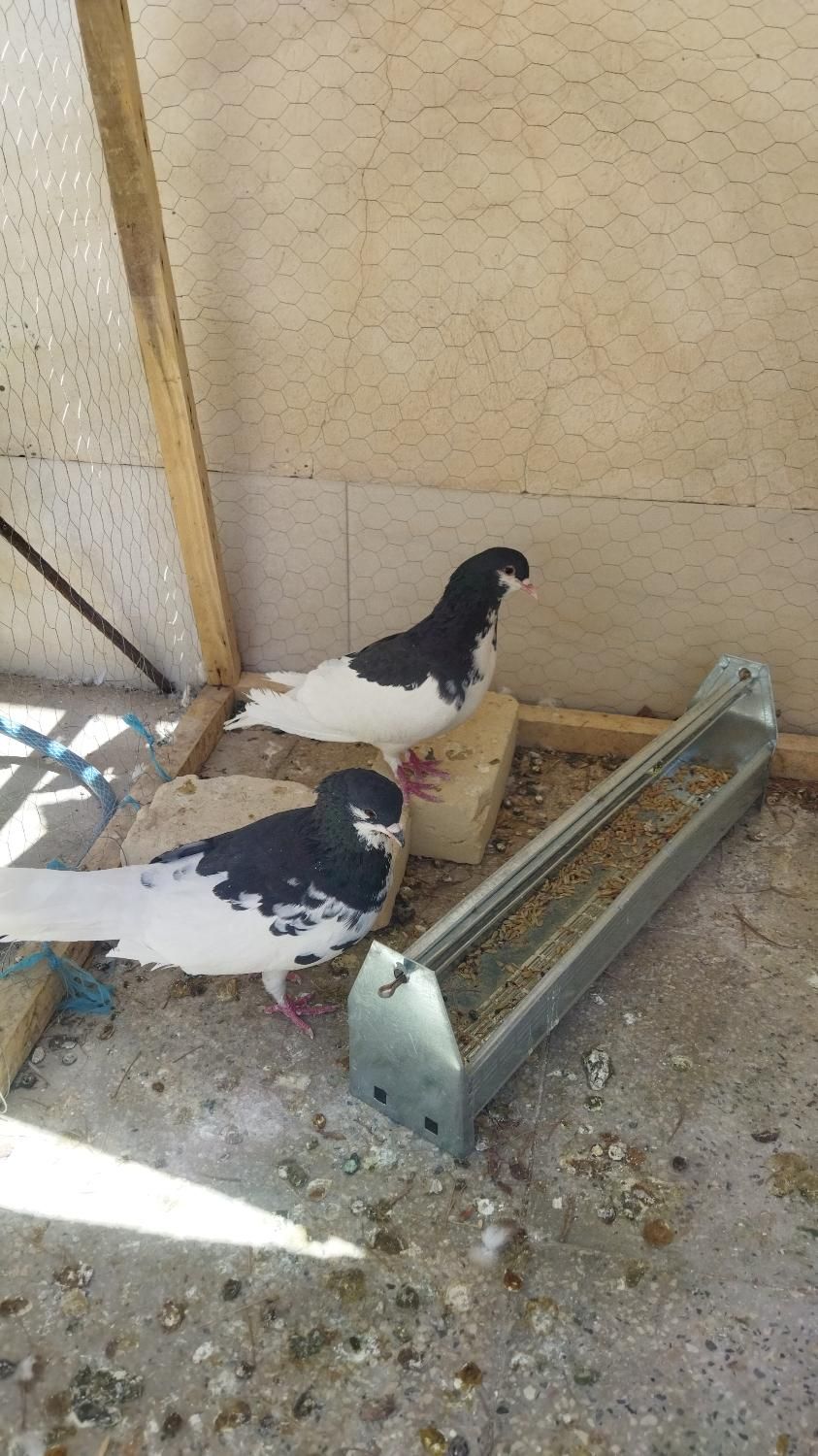 کفتر شهری و طوقی|پرنده|شیراز, کوی طلاب|دیوار