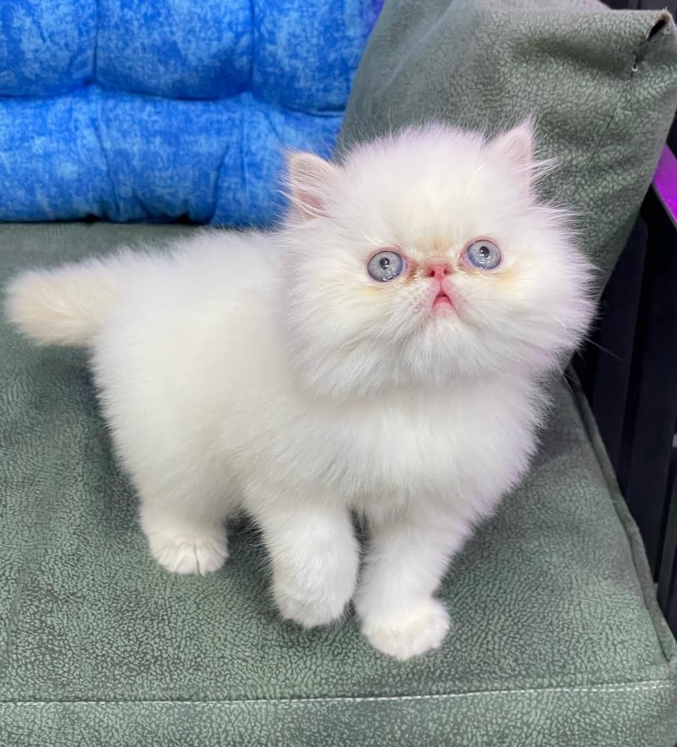 گربه های گوگولی مگولی پگولی|گربه|اصفهان, ابر|دیوار