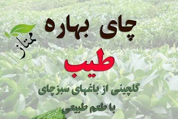 چای ممتاز و قلم|خوردنی و آشامیدنی|رشت, ولکس|دیوار