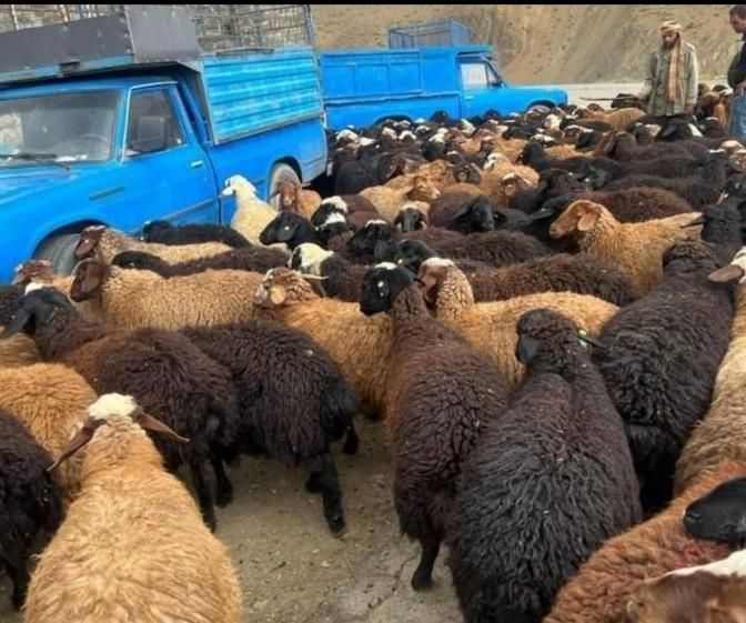 گوسفند کشتاری بره نر جوان زنده مناسب برای قربانی|حیوانات مزرعه|تهران, فرمانیه|دیوار