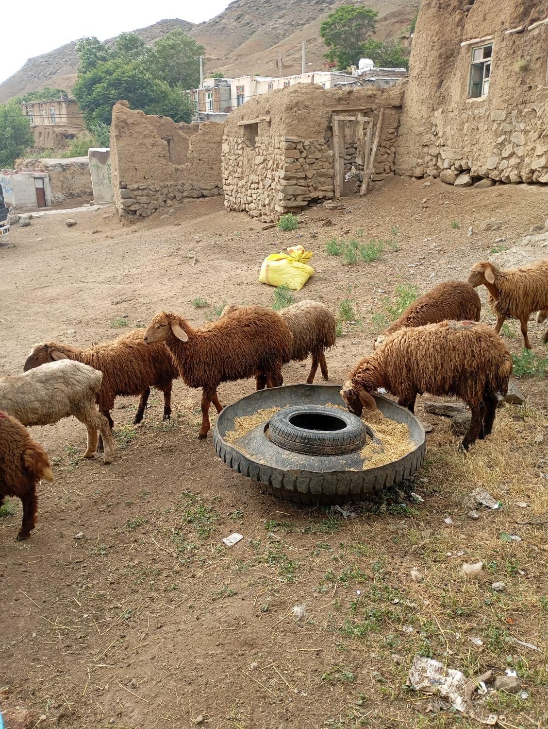 انگوت|حیوانات مزرعه|گرمی, |دیوار