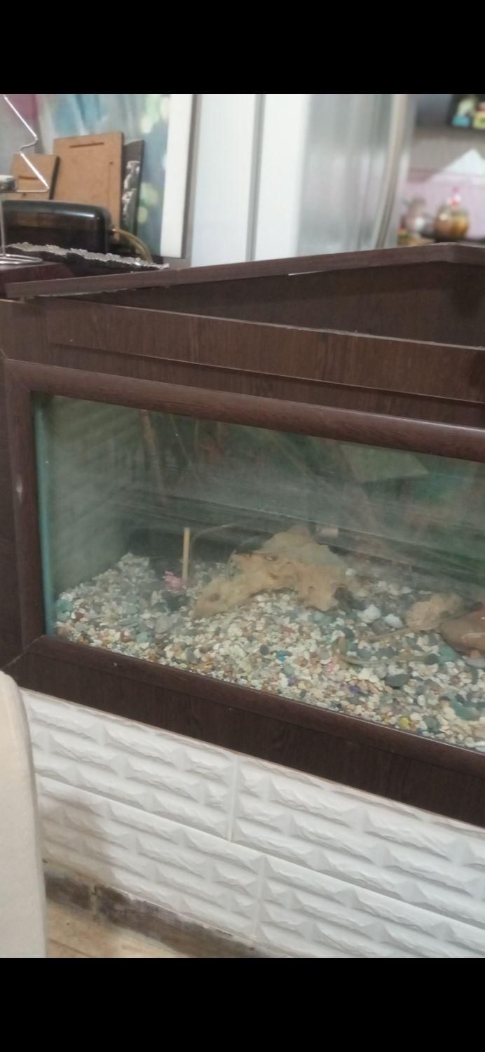 آکواریوم بزرگ دو متری2*55*40شیشه10میل|ماهی|دوگنبدان, |دیوار