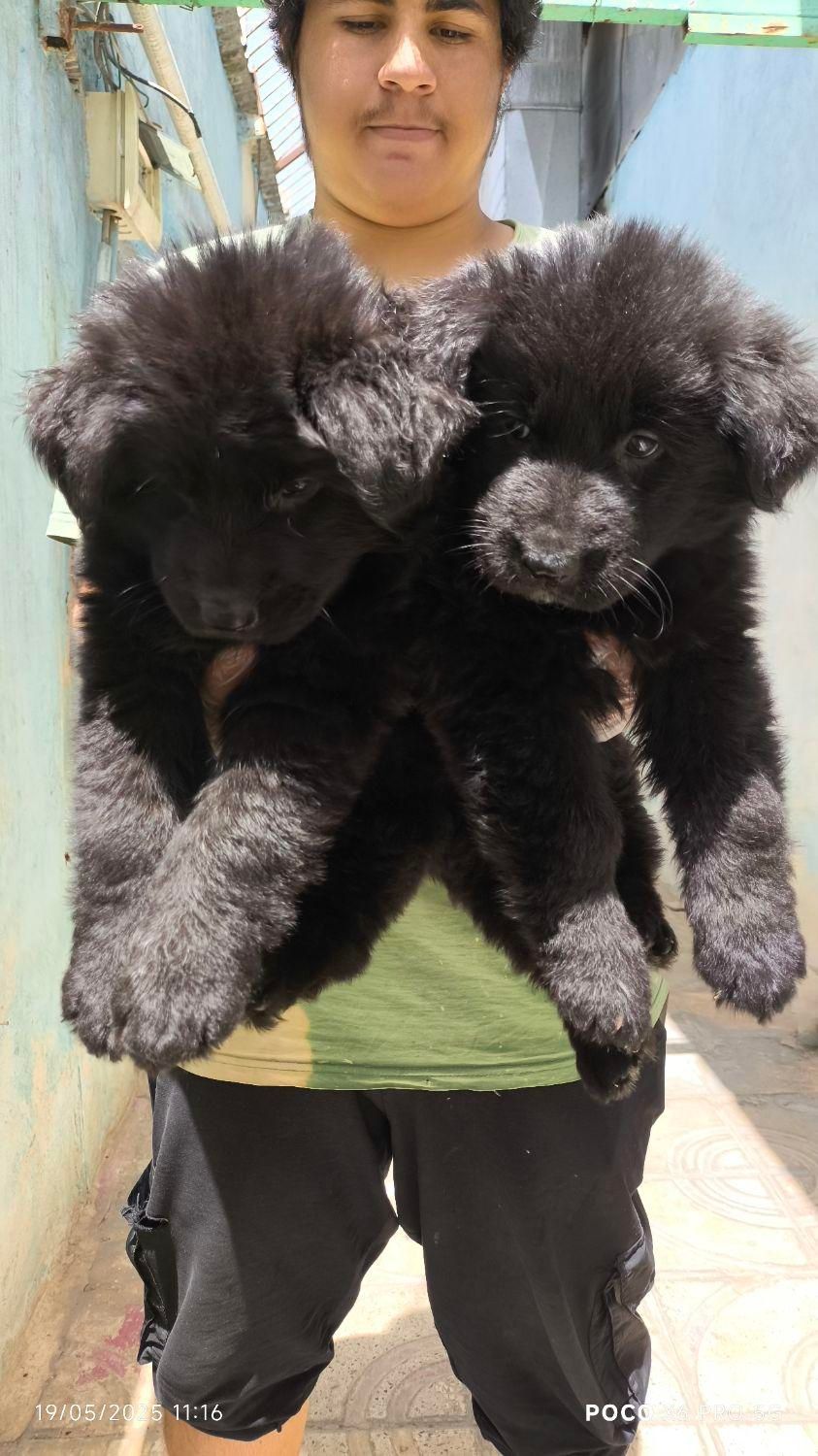 فروش توله سگ ژرمن بلک موبلند زیبا|سگ|کرج, جهان‌شهر|دیوار