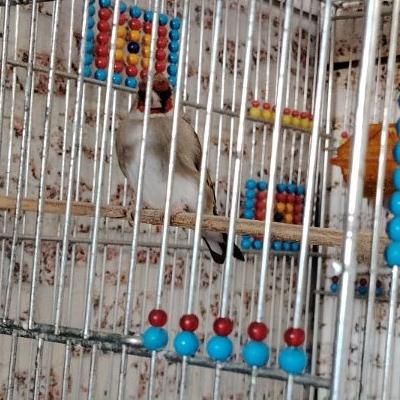 سره سقا. نردوساله|پرنده|کرمان, |دیوار