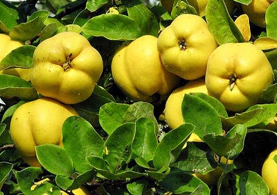 نهال های به آناناسی گلدانی پربارآماده کاشت تابستان|خدمات باغبانی و درختکاری|همدان, |دیوار