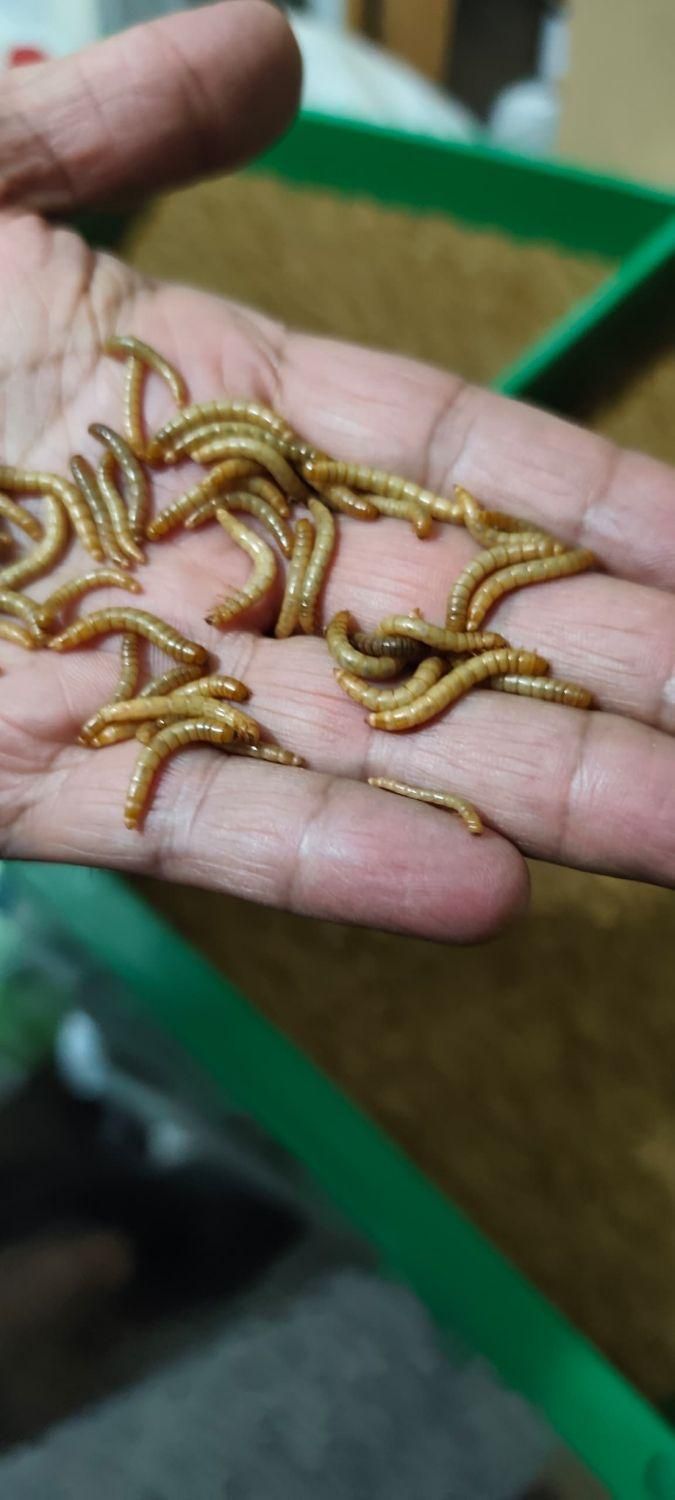 کرم میل ورم|لوازم جانبی حیوانات|شیراز, وصال|دیوار