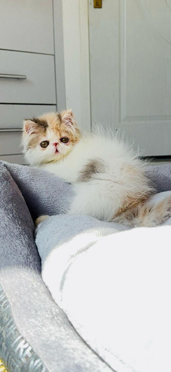 بچه گربه بریتیش شنگول منگول|گربه|اهواز, زیتون کارمندی|دیوار