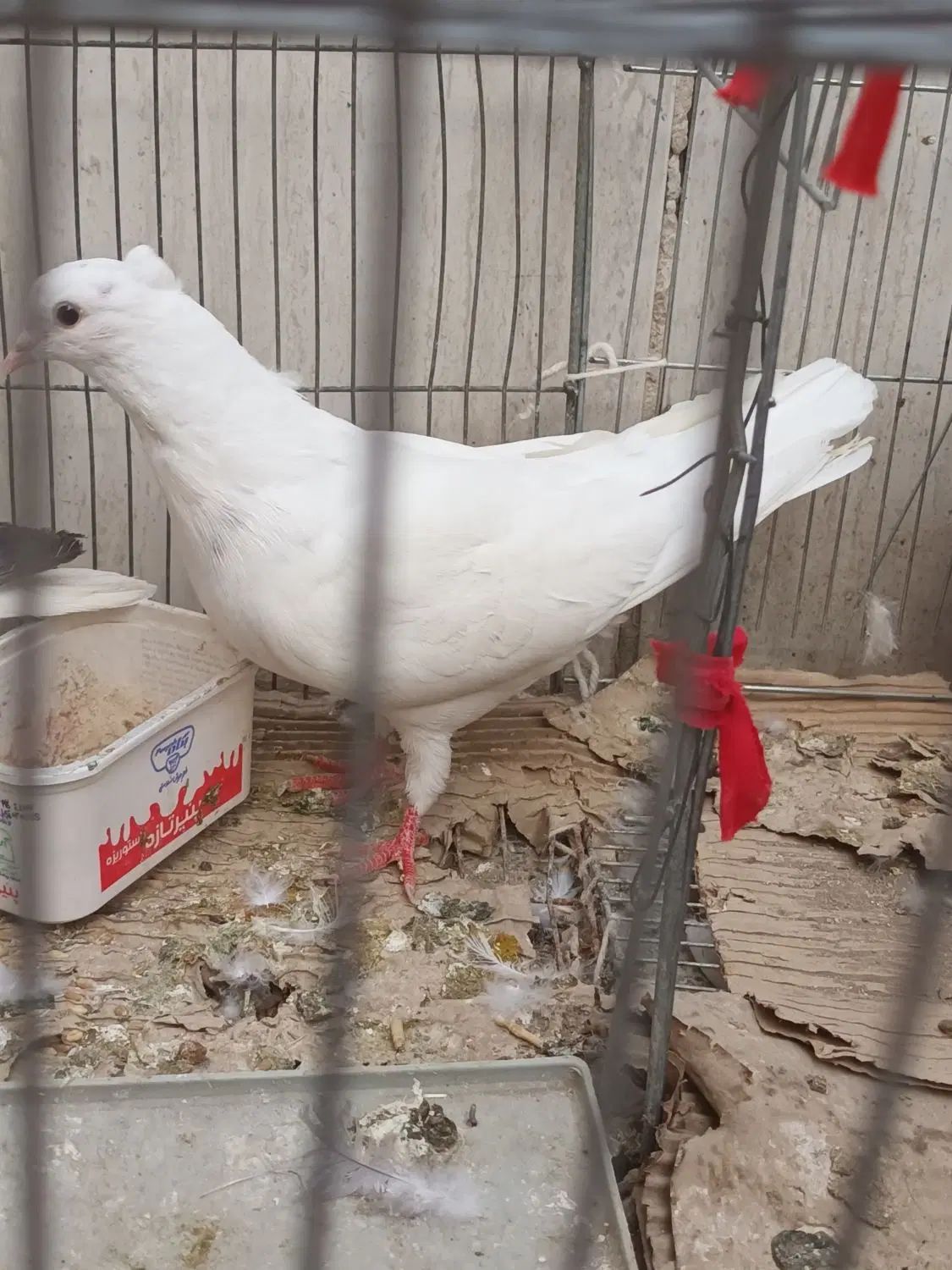 کبوتر بدرنگ|پرنده|اصفهان, خیادان|دیوار
