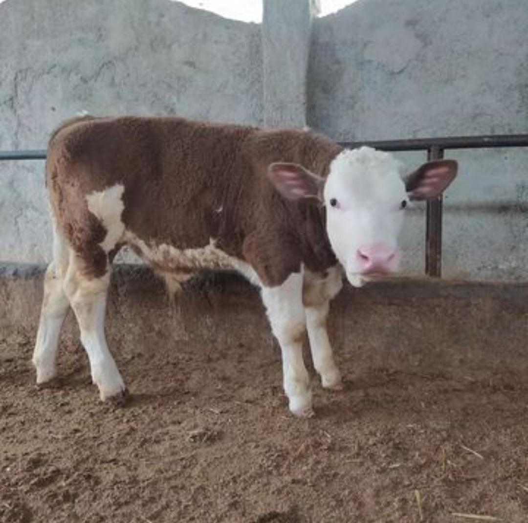 قرمزشرابی سیاه قهوهای گوساله فروشی به تعداددلخواه|حیوانات مزرعه|اصفهان, آبشار|دیوار