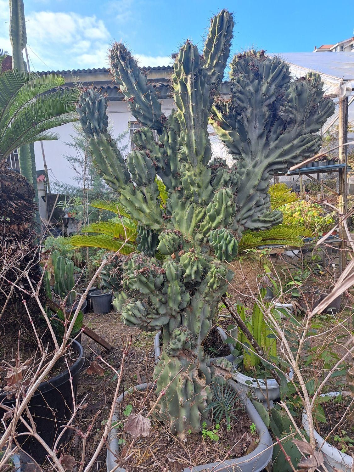 فروش کاکتوس صخره ای|گل و گیاه طبیعی|سلمانشهر, |دیوار