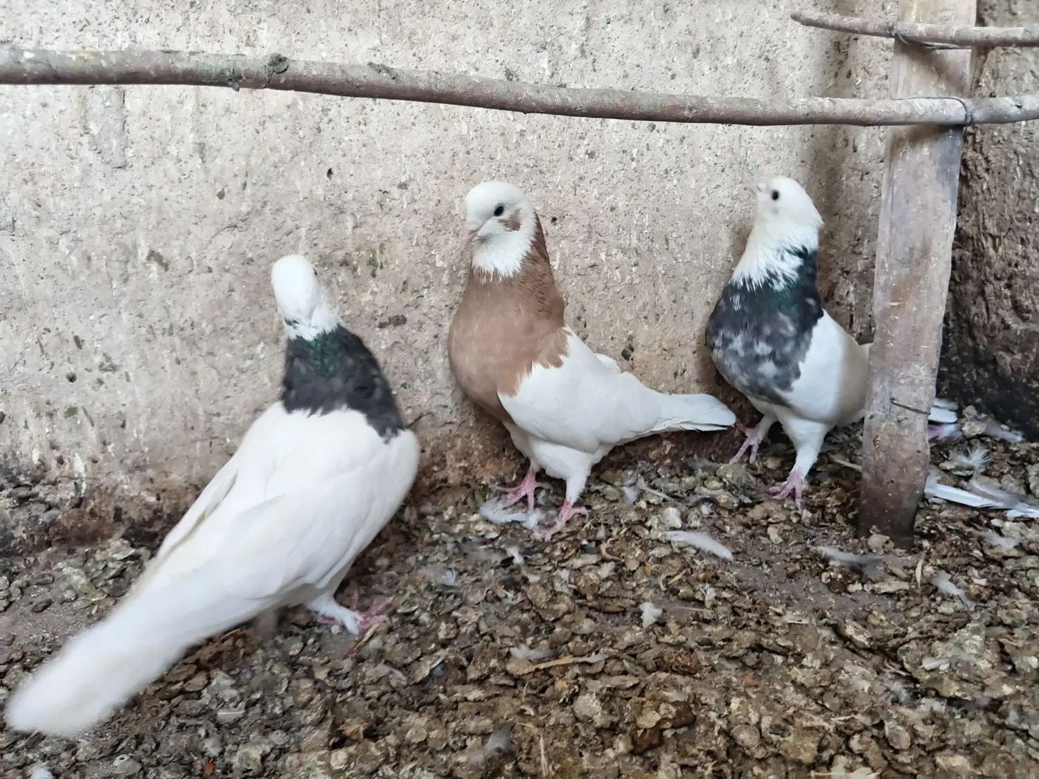 فروشی|پرنده|اصفهان, شهرستان|دیوار