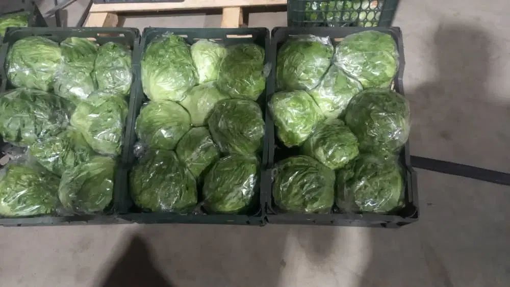 پخش عمده و مستقیم تره‌بار میوه سبزیجات باقالی ذرت|عمده‌فروشی|تهران, میدان میوه و تره‌بار مرکزی|دیوار