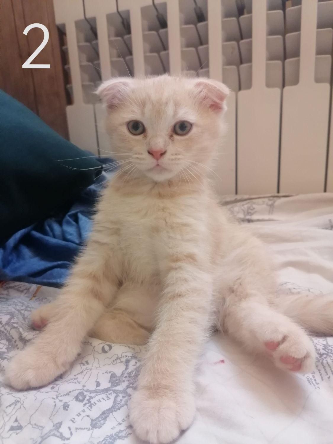 بچه گربه اسکاتیش فولد|گربه|شیراز, هفت تنان|دیوار