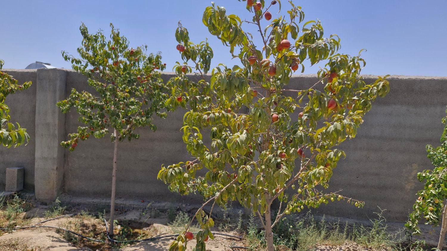 فروش باغ۵۰۰متری|فروش زمین و ملک کلنگی|مشهد, فارغ التحصیلان|دیوار