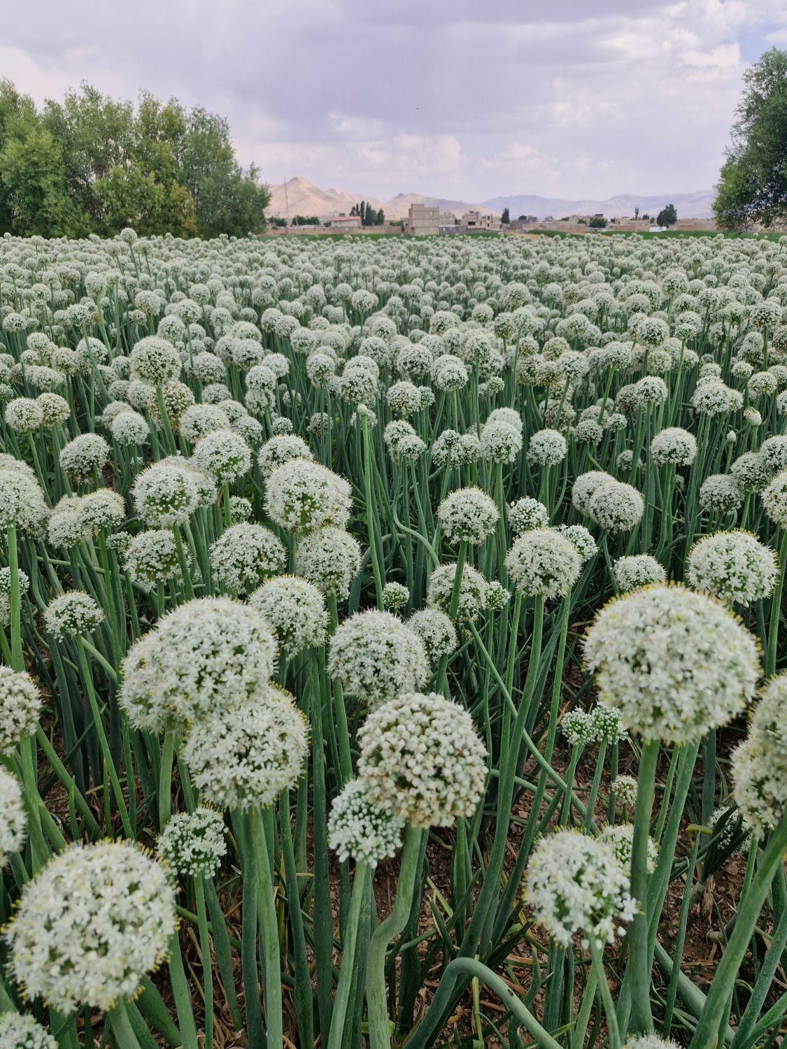 بذر پیاز روز کوتاه و روز بلنده|عمده‌فروشی|تیران, |دیوار