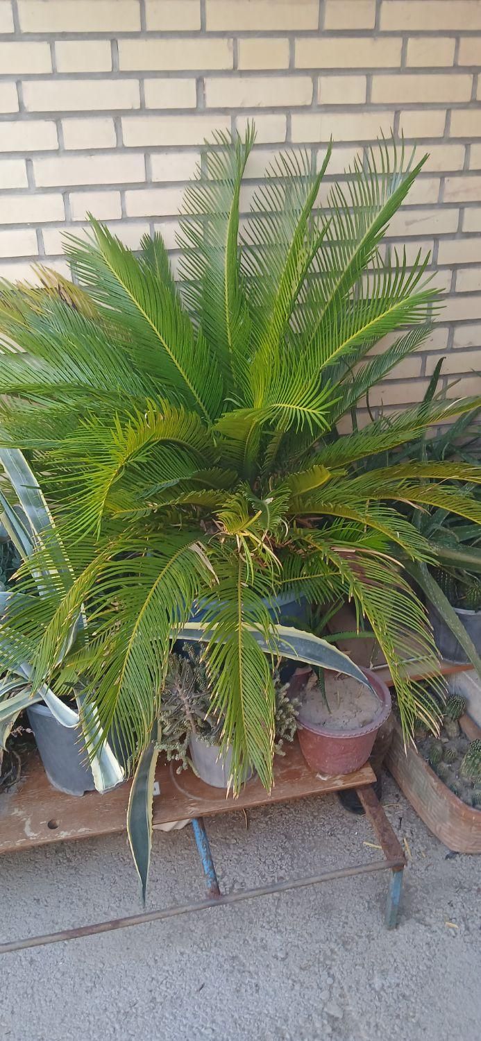 نخل سیکاس|گل و گیاه طبیعی|شیراز, تحویلی|دیوار