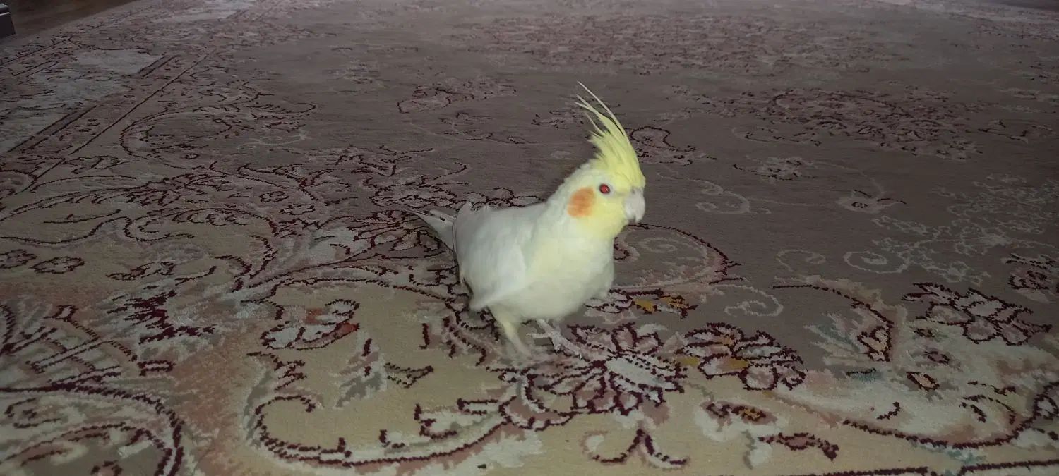 ۶روس هلندی|پرنده|مشهد, بهارستان|دیوار