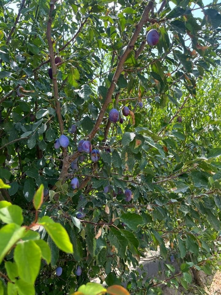 باغ ۴۰۰ متری با بنای نیمه کاره|فروش زمین و ملک کلنگی|گلستان (تهران), |دیوار