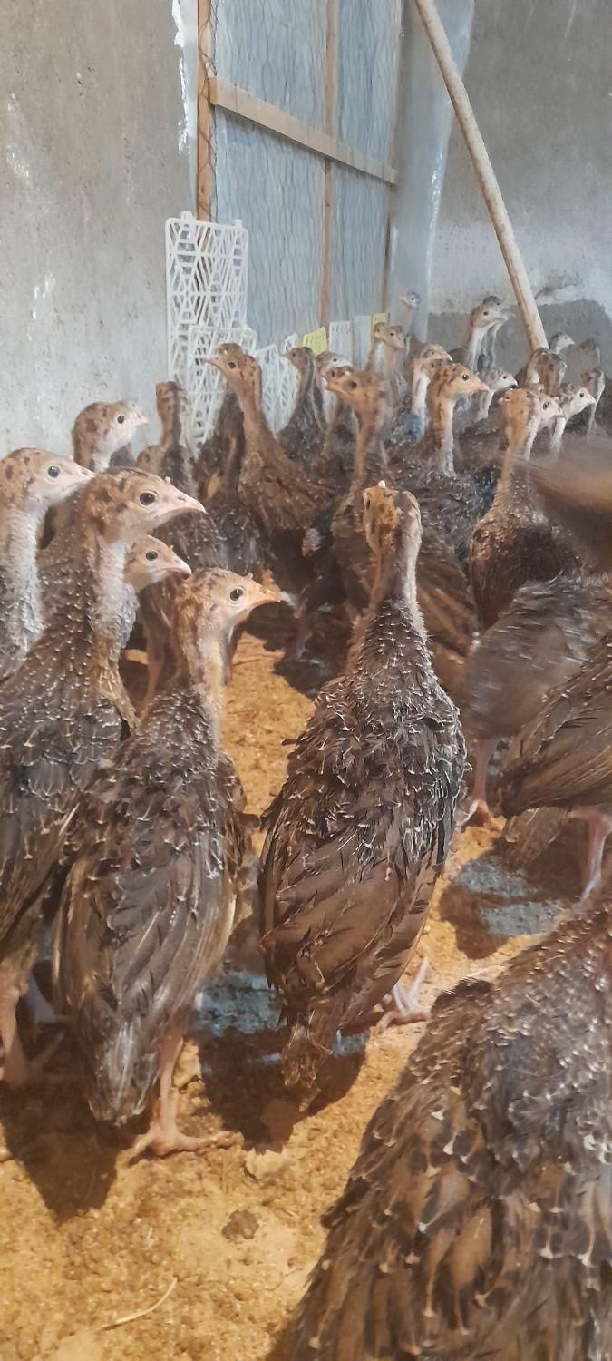 فروش جوجه بوقلمون برنز اینگلیس|حیوانات مزرعه|تاکستان, |دیوار