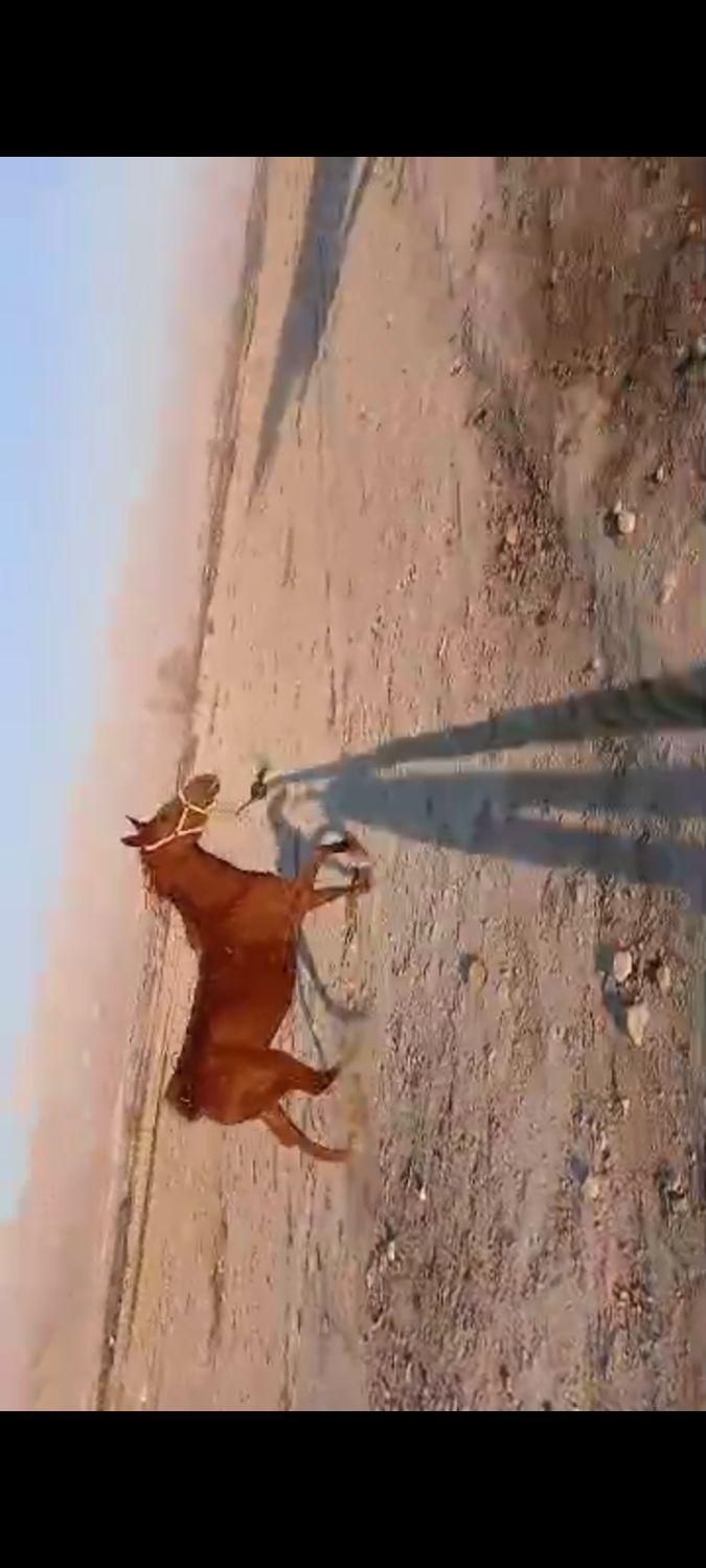 اسب دره شور|اسب و تجهیزات اسب‌سواری|خفر, |دیوار