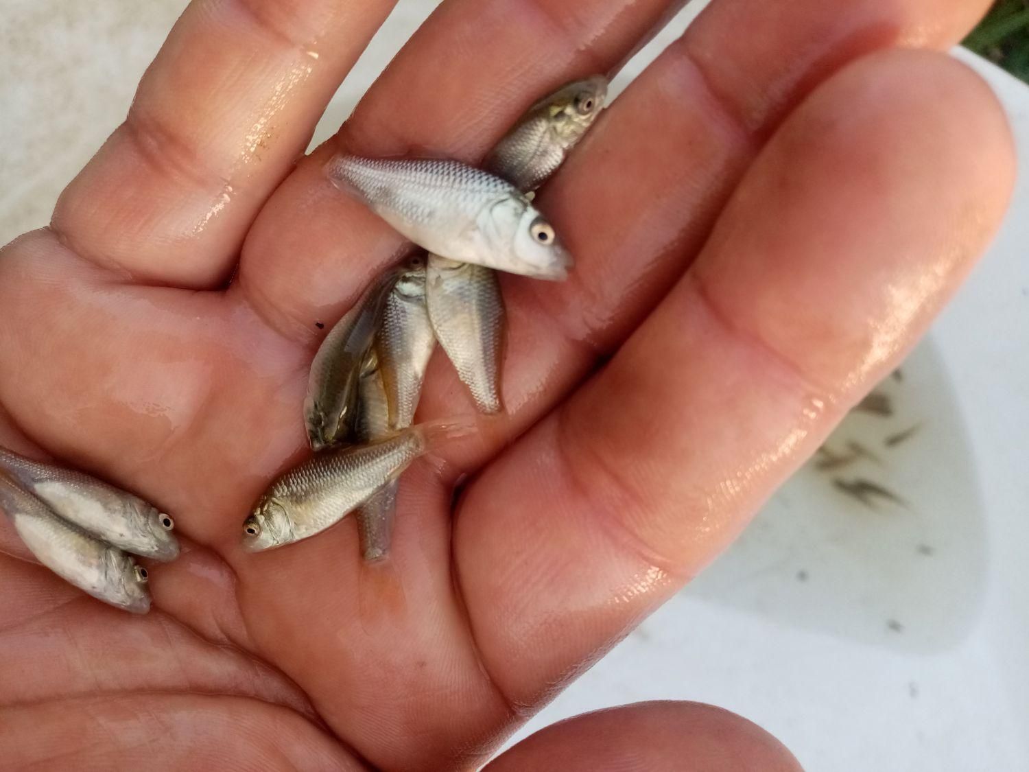 گرم یا سایز یک بند انگشت انواع ماهیان|ماهی|رشت, حومه رشت|دیوار