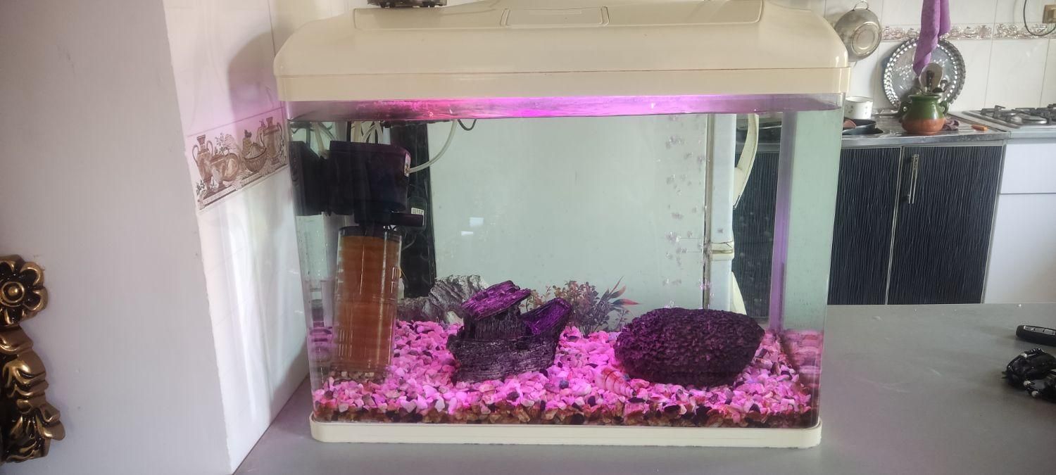 آکواریوم بهمراه لوازم|ماهی|لاهیجان, بازکیاگوراب|دیوار