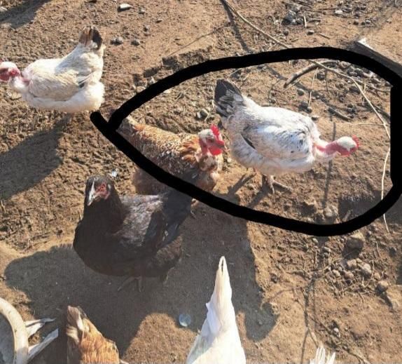 مرغ وخروس گردن لختی قشنگ‌وپاپر|حیوانات مزرعه|رشت, دباغیان|دیوار