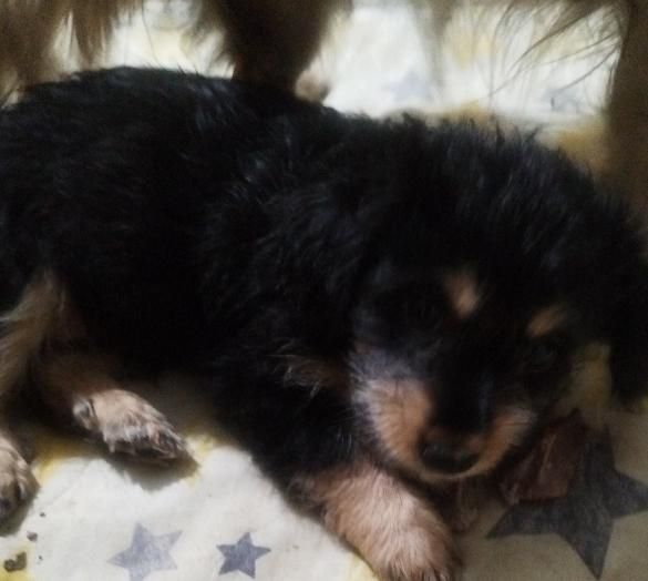 توله سگ پا کوتاه بسیار خوشگل|سگ|ورامین, ورامین|دیوار