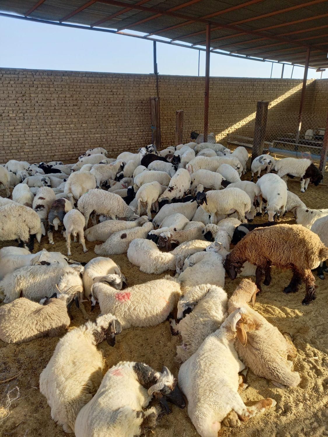 فروش بره وکره محلی باقصاب رایگان|حیوانات مزرعه|رفسنجان, |دیوار