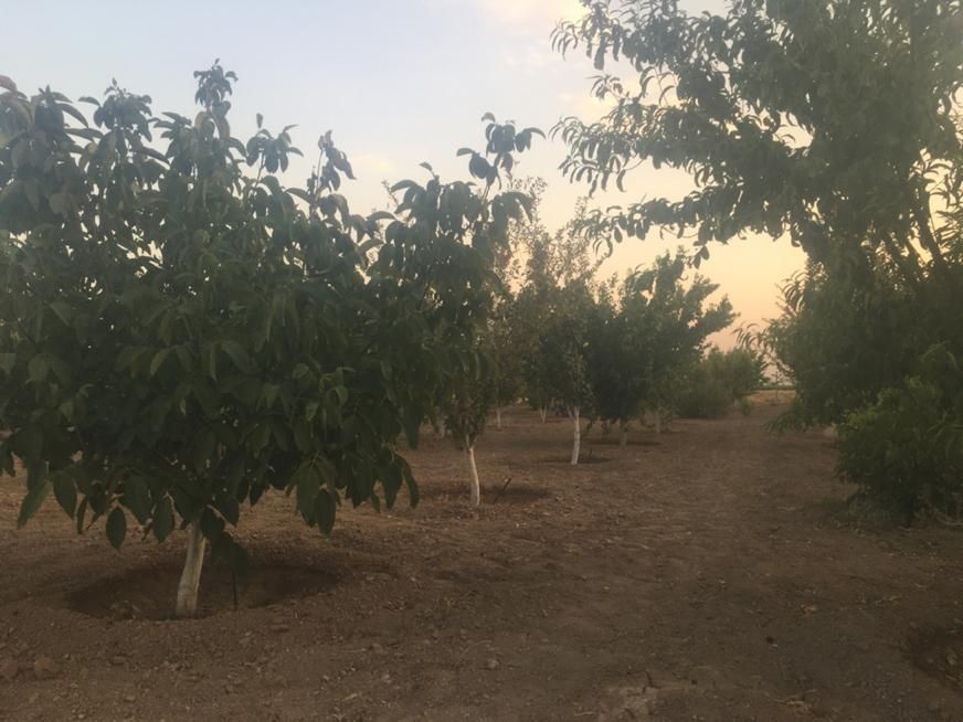 باغ۱۰۰۰متری حسین آباد نقش رستم|فروش زمین و ملک کلنگی|مرودشت, نقش رستم|دیوار