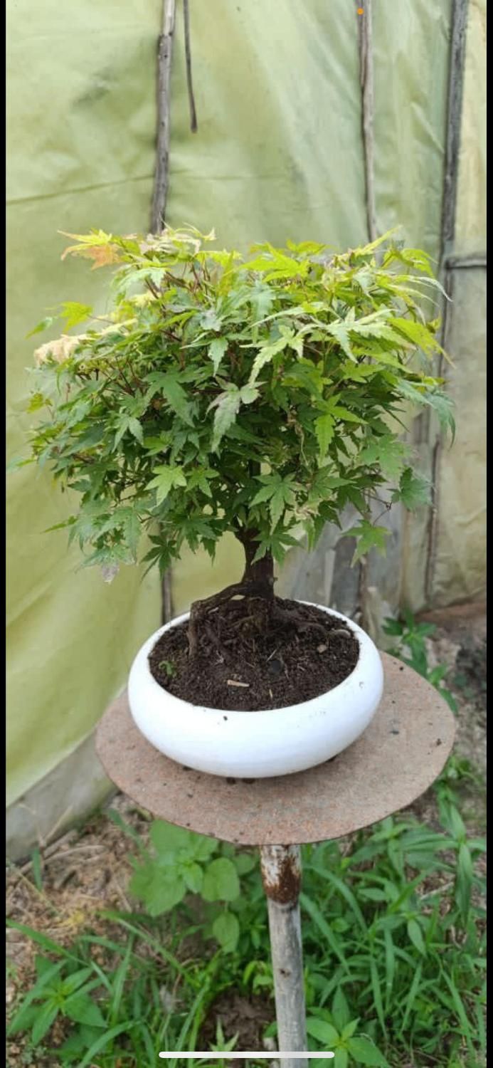 بونسای|گل و گیاه طبیعی|تهران, استاد معین|دیوار
