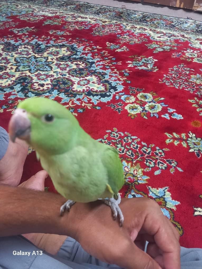 طوطیملنگو وتعدادی قفس|پرنده|کارون, |دیوار