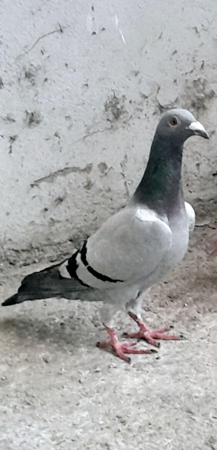 کبوتر ماده سبز مسافتی|پرنده|آمل, |دیوار