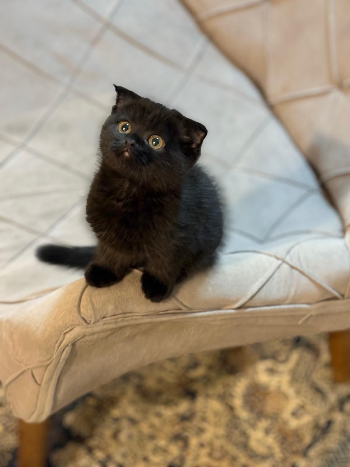 گربه اسکاتیش (مشکی)تحویل حضوری در اهواز|گربه|اهواز, زیتون کارمندی|دیوار