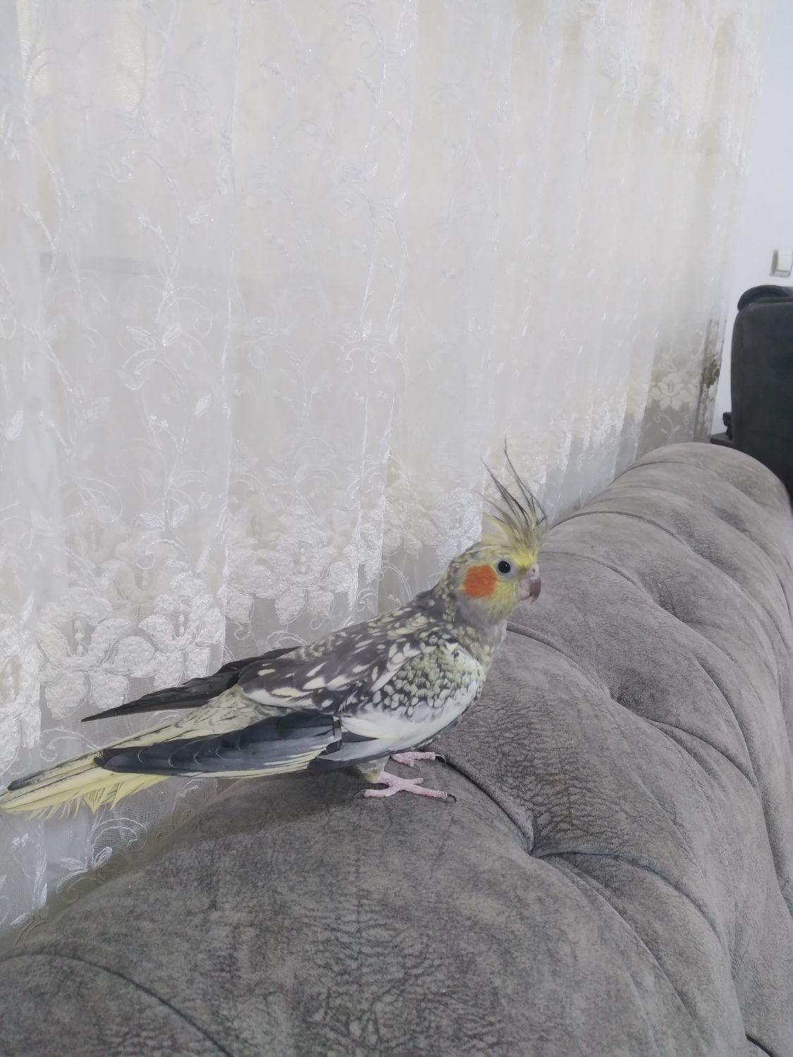 عروس هلندی|پرنده|کلارآباد, |دیوار