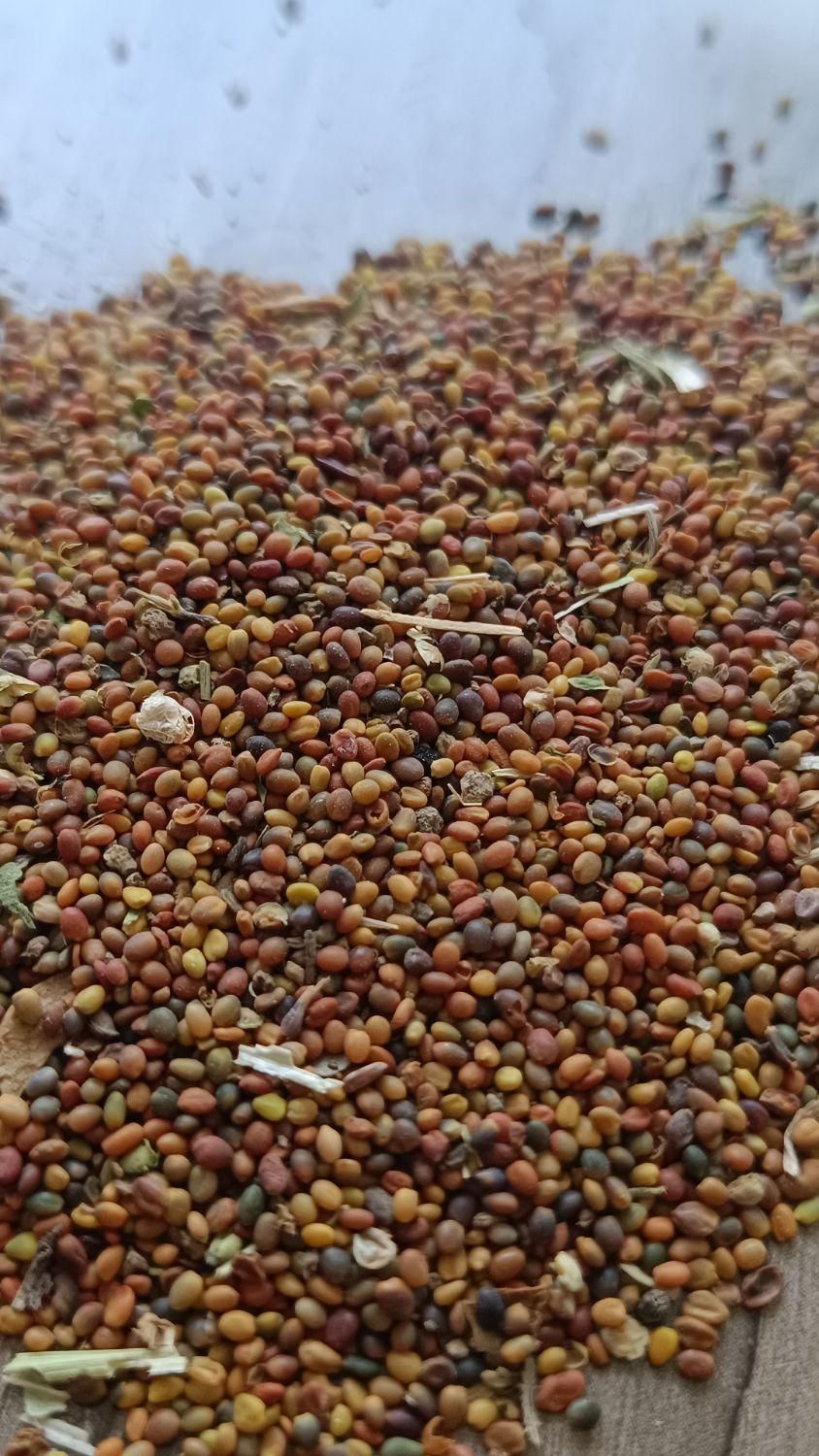 خرید و فروش بذر یونجه و بذر شبدر  بذرشبدر بذریونجه|خدمات باغبانی و درختکاری|سنندج, |دیوار
