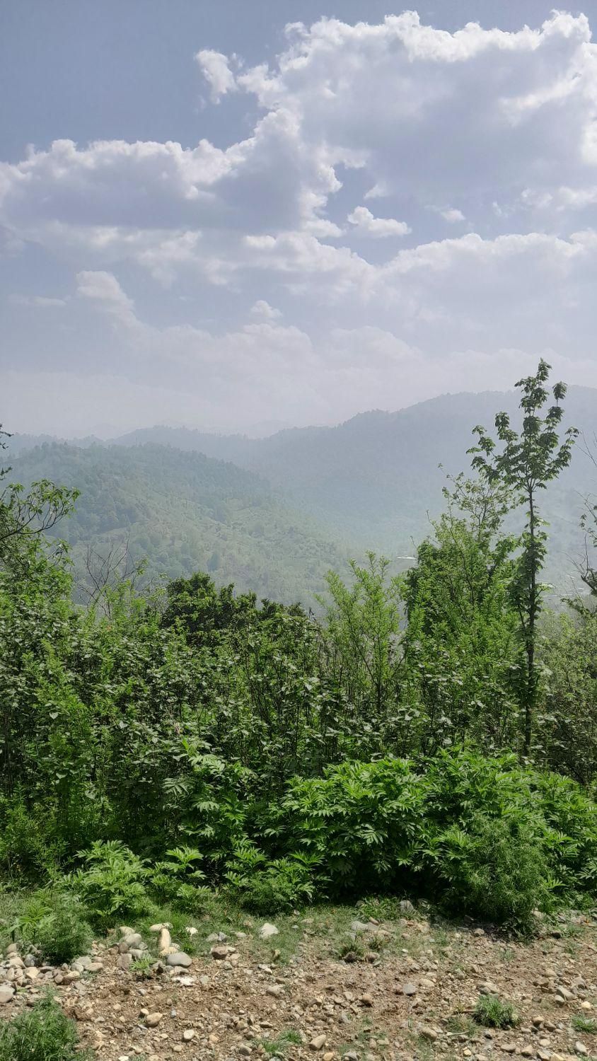 فروش زمین ۶۰۰متری با جواز ساخت+جنگلی+اطاقور|فروش زمین و ملک کلنگی|اطاقور, |دیوار