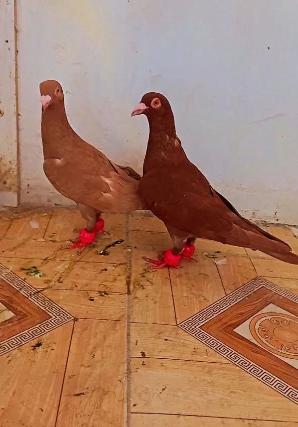 کبوتر سرخ زرد|پرنده|مشهد, کوی دروی|دیوار