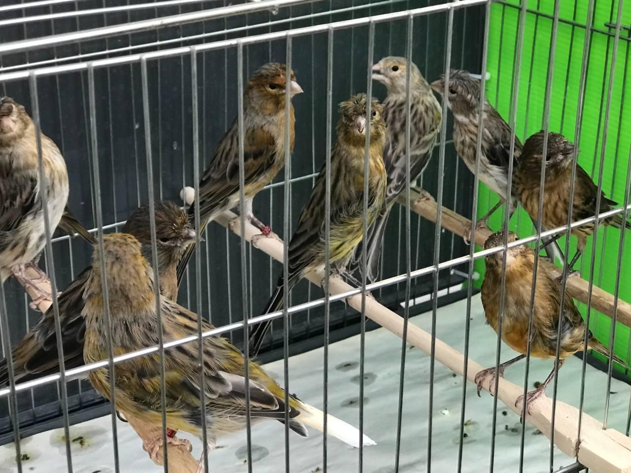 فروش قناری بصورت تک و تعداد|پرنده|ساری, |دیوار