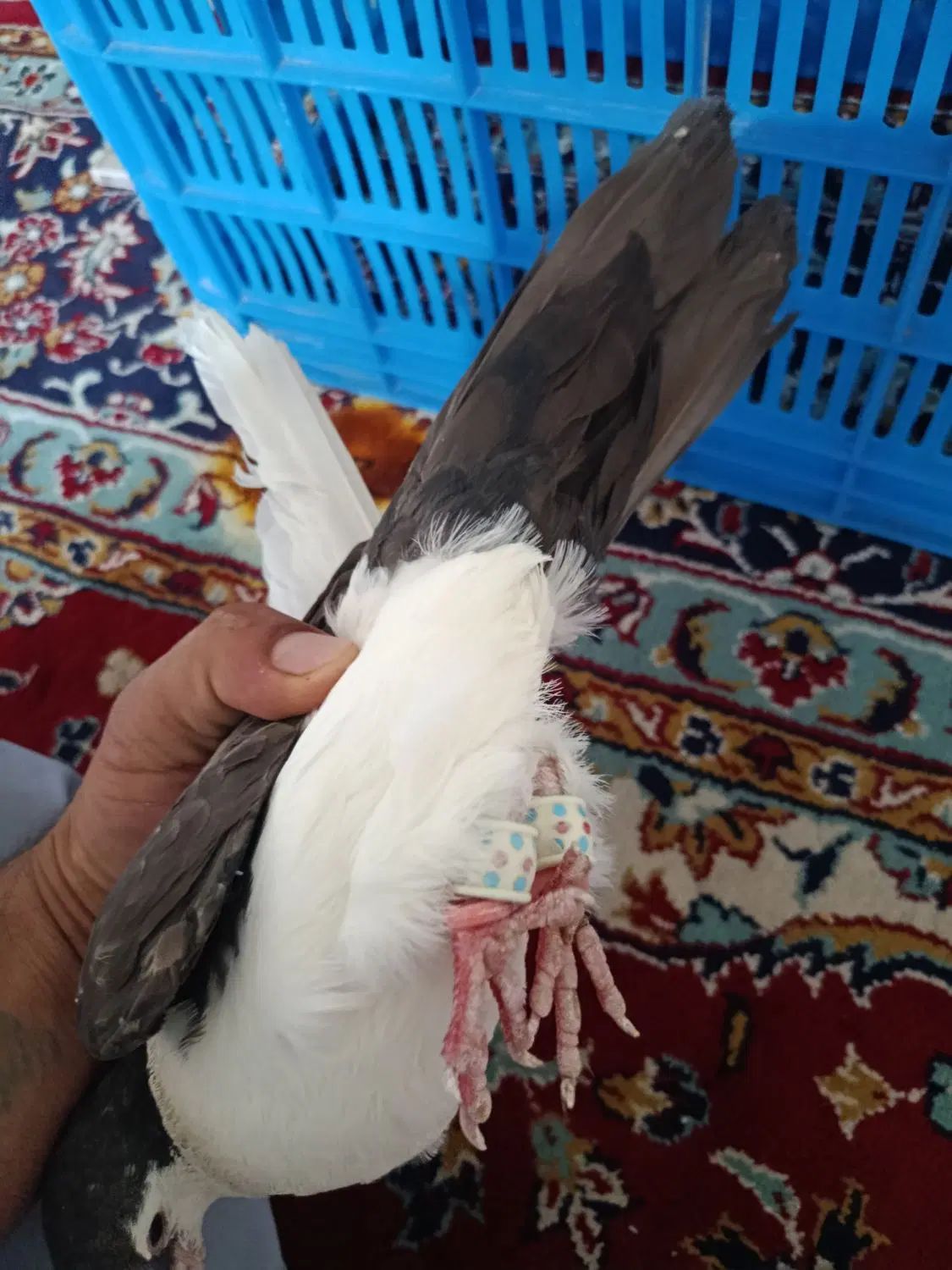 چپ و خال افشون|پرنده|مشهد, چهاربرج|دیوار