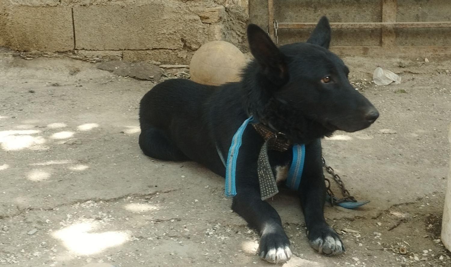 سگ پاکوتاه گمشده در اطراف روستای گاودانهگدار|حیوانات|صحنه, |دیوار