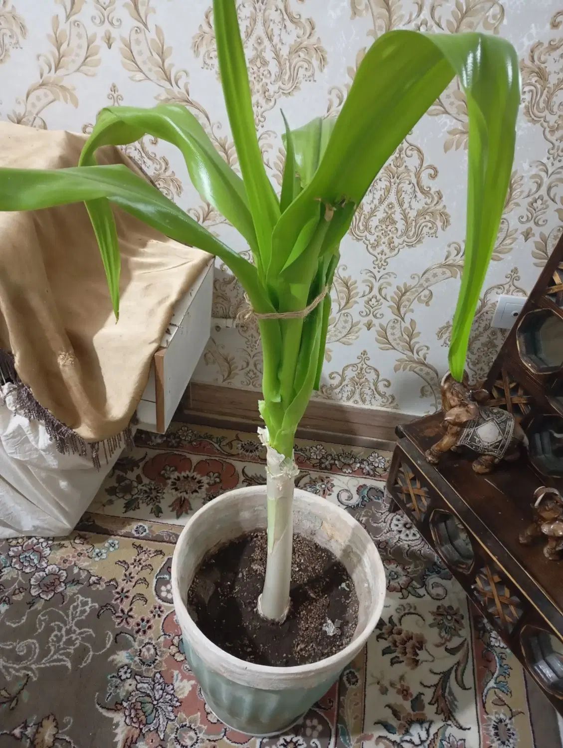 تعدادی گل یوکا گل گندمی ابلغ گل سوسن عنکبوت و ...|گل و گیاه طبیعی|ملارد, |دیوار