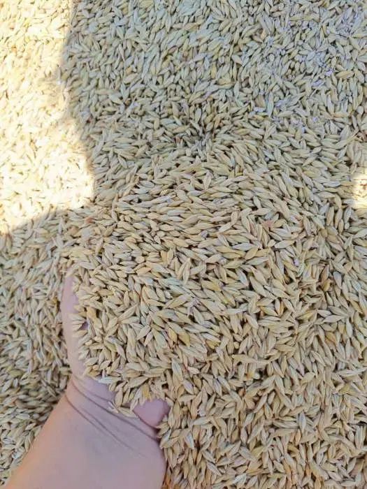 جو روسی  ۳۲۰ تن|خوردنی و آشامیدنی|تهران, آرژانتین|دیوار