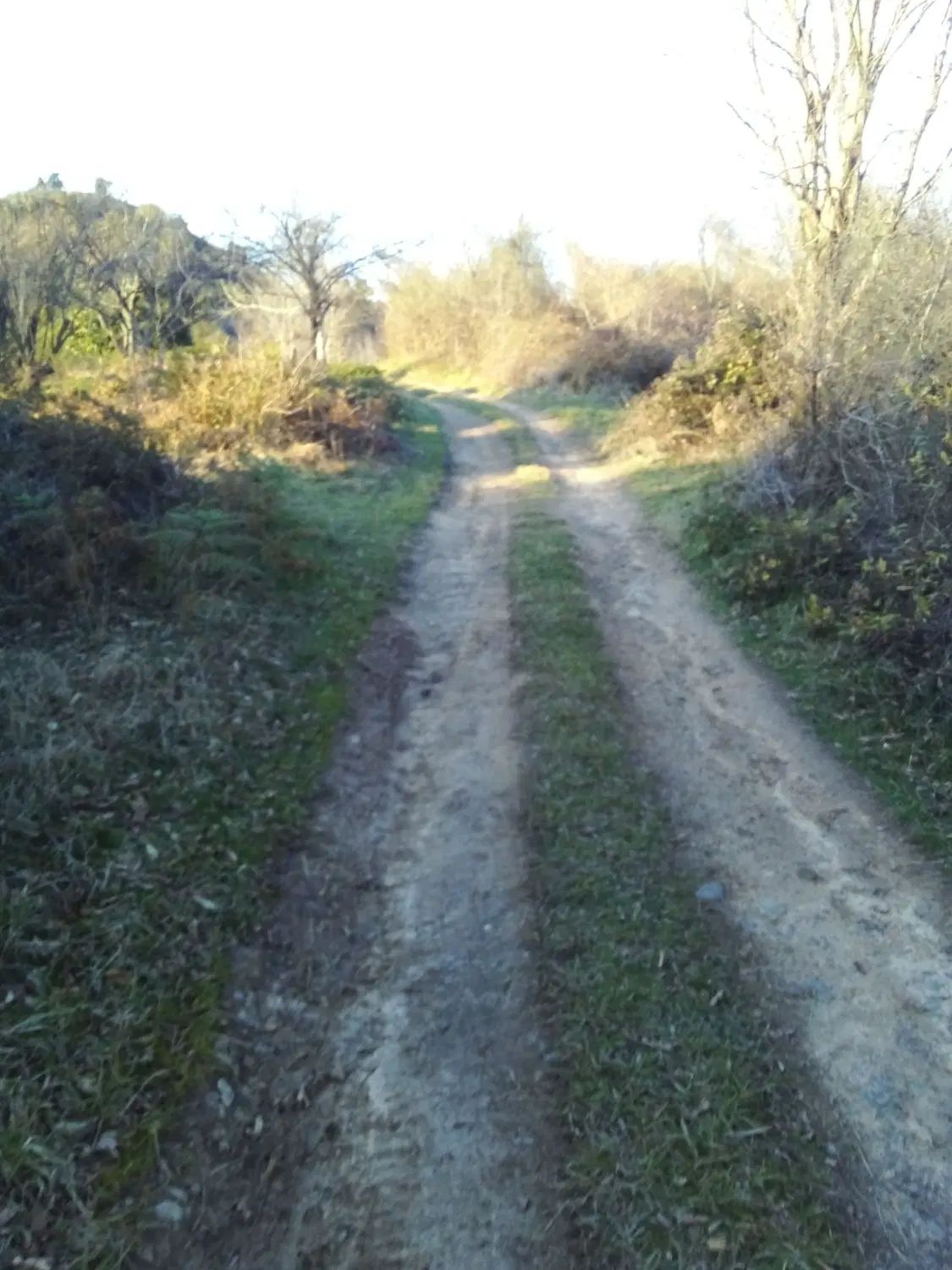 زمین باغی باویوی بینظیر در روستای توریستی سرچشمه|فروش زمین و ملک کلنگی|لاهیجان, لیل|دیوار