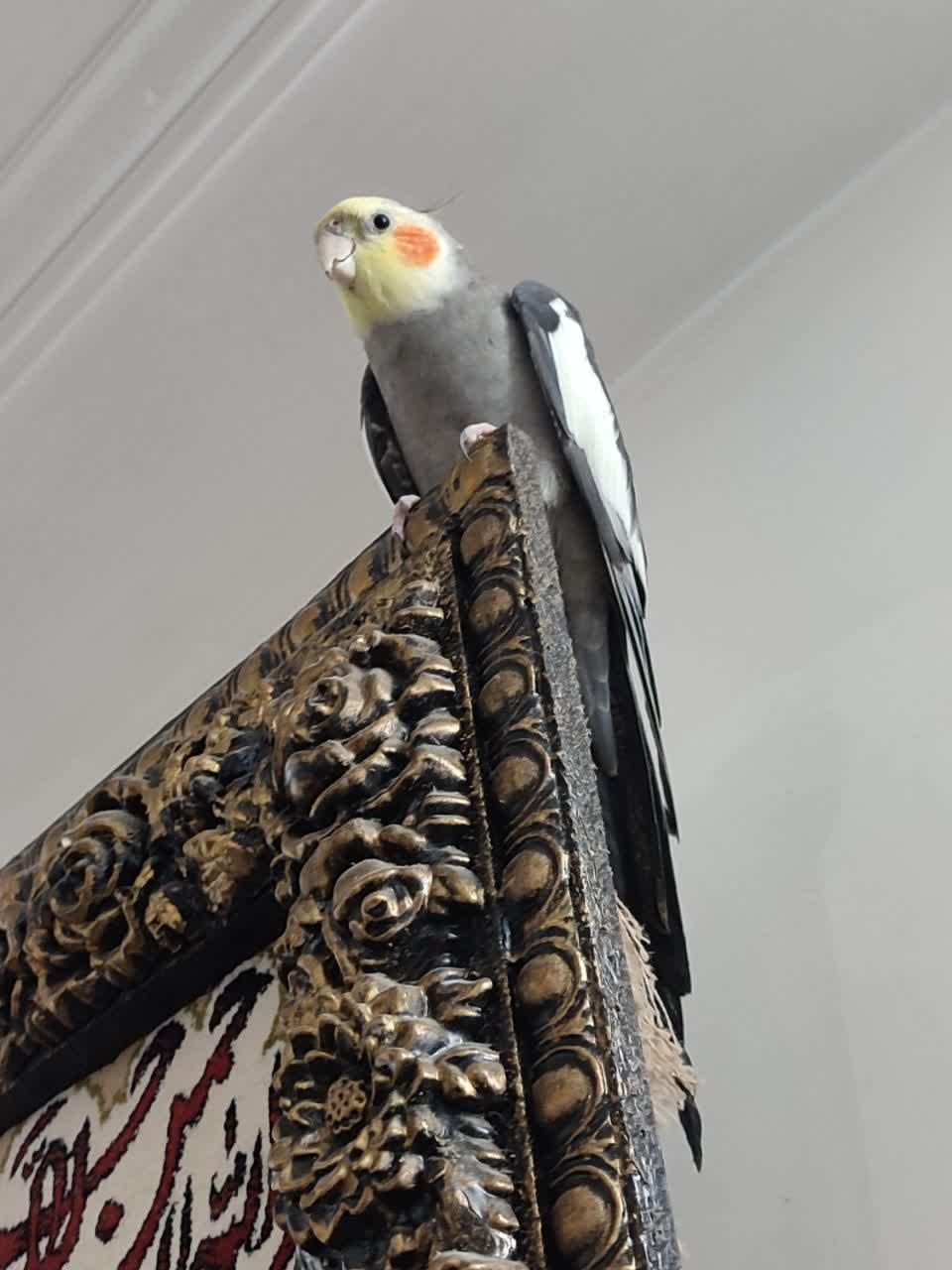 عروس هلندی چندماه گم شده حوالی 16متری زنگارکی|حیوانات|قم, نیروگاه|دیوار